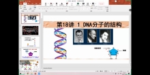 DNA的分子结构、复制